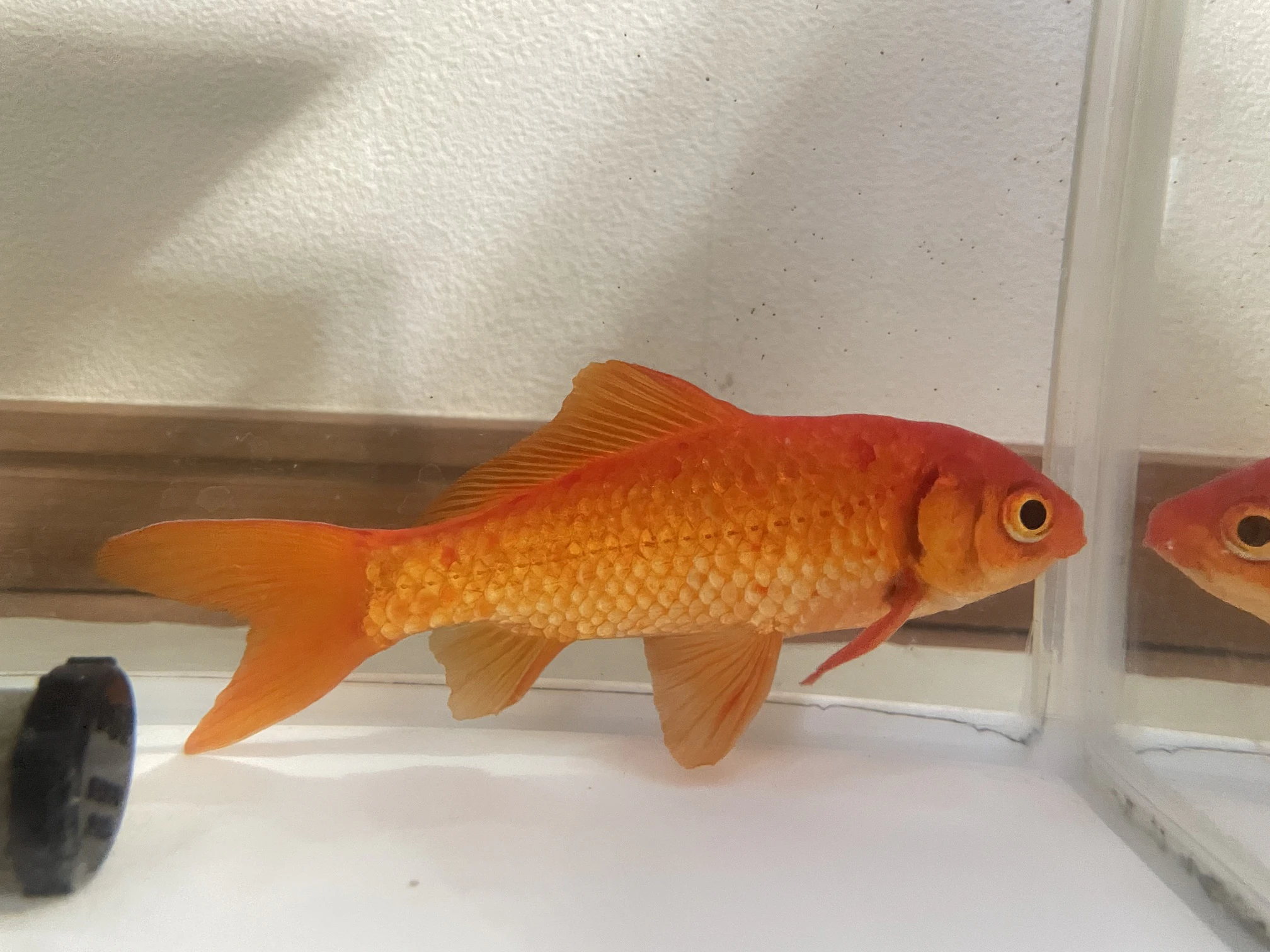 水槽の中の金魚の写真